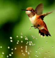 Hummingbirds cool down under a garden sprinkler, Oregon, America - 11 May 2011