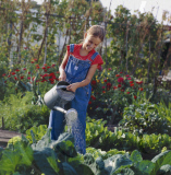 Girl watering vegetables