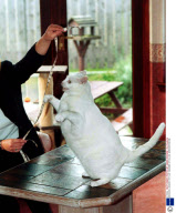 WORLDS LONGEST PET CAT SNOWBIE OF ELLON, ABERDEENSHIRE.