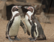 Komm kuscheln: Zwei Humboldtpinguine schnŠbeln sich im Bergzoo Halle