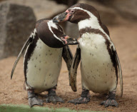 Komm kuscheln: Zwei Humboldtpinguine schnŠbeln sich im Bergzoo Halle