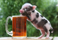 Litter of smallest miniature pigs so far born at Pennywell Farm in Buckfastleigh, Devon, Britain - 19 May 2011