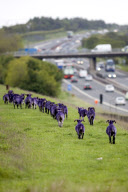 Sheep dyed purple next to M8 motorway, Bathgate, Scotland - 25 May 2011