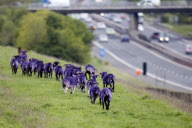 Sheep dyed purple next to M8 motorway, Bathgate, Scotland - 25 May 2011