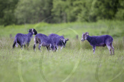Sheep dyed purple next to M8 motorway, Bathgate, Scotland - 25 May 2011