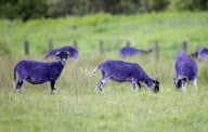 Sheep dyed purple next to M8 motorway, Bathgate, Scotland - 25 May 2011