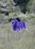 Sheep dyed purple next to M8 motorway, Bathgate, Scotland - 25 May 2011
