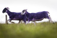 Sheep dyed purple next to M8 motorway, Bathgate, Scotland - 25 May 2011