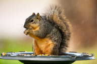 Travel 2011 - Backyard Birds and Squirrel