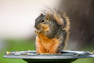 Travel 2011 - Backyard Birds and Squirrel