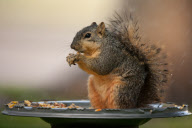 Travel 2011 - Backyard Birds and Squirrel