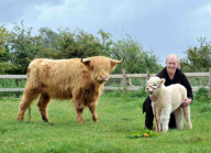 Rare white Highland calf born to a family of brown Highland cattle at Walnut Tree Farm Park in Newport, Gent, Wales, Britain - 20 May 2011