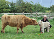 Rare white Highland calf born to a family of brown Highland cattle at Walnut Tree Farm Park in Newport, Gent, Wales, Britain - 20 May 2011