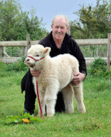 Rare white Highland calf born to a family of brown Highland cattle at Walnut Tree Farm Park in Newport, Gent, Wales, Britain - 20 May 2011