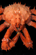 Marine Life in South Georgia - May 2011