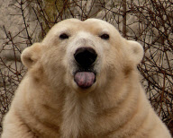 Bear Sticks Out Its Tongue, Amsterdam Zoo, Netherlands - 19 May 2011