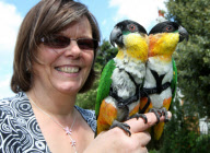 Woman takes pet parrots shopping, cycling, and skiing, Loughborough, Britain - May 2011