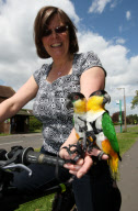 Woman takes pet parrots shopping, cycling, and skiing, Loughborough, Britain - May 2011