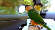 Woman takes pet parrots shopping, cycling, and skiing, Loughborough, Britain - May 2011