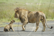 Lioness Defends her Cub From a Lion, Serengeti National Park, Tanzania, Africa - 16 May 2011
