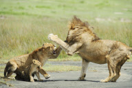 Lioness Defends her Cub From a Lion, Serengeti National Park, Tanzania, Africa - 16 May 2011