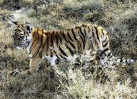 Zuchterfolg: Im Laohu Valley Reserve im sŸdafrikanischen Philippolis wurde mit Huwaa ein seltner SŸdchinesischen Tiger geboren