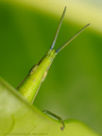 Back garden bugs in close-up, Philippines - May 2011