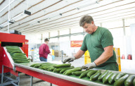 Sortieranlage für Gurken in Manschnow