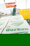 Sortieranlage für Gurken in Manschnow