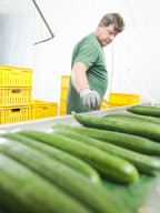 Sortieranlage für Gurken in Manschnow