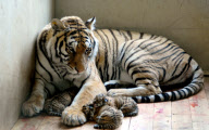 #CHINA-HUANGSHAN-TIGER CUBS (CN)
