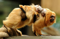 Tom the Golden Lion Tamarin Monkey Who Has Taken on Parenting Duties for Newborns of a Different Species, Colchester Zoo, Britain - 17 May 2011