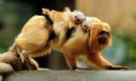 Tom the Golden Lion Tamarin Monkey Who Has Taken on Parenting Duties for Newborns of a Different Species, Colchester Zoo, Britain - 17 May 2011