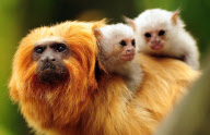 Tom the Golden Lion Tamarin Monkey Who Has Taken on Parenting Duties for Newborns of a Different Species, Colchester Zoo, Britain - 17 May 2011