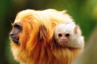 Tom the Golden Lion Tamarin Monkey Who Has Taken on Parenting Duties for Newborns of a Different Species, Colchester Zoo, Britain - 17 May 2011