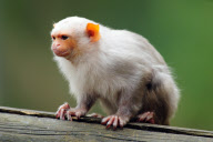 Tom the Golden Lion Tamarin Monkey Who Has Taken on Parenting Duties for Newborns of a Different Species, Colchester Zoo, Britain - 17 May 2011
