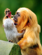 Tom the Golden Lion Tamarin Monkey Who Has Taken on Parenting Duties for Newborns of a Different Species, Colchester Zoo, Britain - 17 May 2011