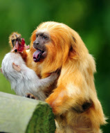 Tom the Golden Lion Tamarin Monkey Who Has Taken on Parenting Duties for Newborns of a Different Species, Colchester Zoo, Britain - 17 May 2011