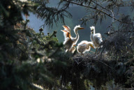 CHINA-ANHUI-LU'AN-EGRET (CN)