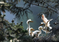 CHINA-ANHUI-LU'AN-EGRET (CN)