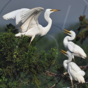 CHINA-ANHUI-LU'AN-EGRET (CN)