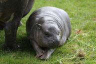 Calf pygmy hippopotamus Sapo takes his first swim, Whipsnade Zoo, Bedfordshire, Britain  - 07 Jun 2011