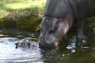 Calf pygmy hippopotamus Sapo takes his first swim, Whipsnade Zoo, Bedfordshire, Britain  - 07 Jun 2011