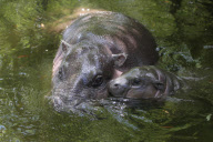 Calf pygmy hippopotamus Sapo takes his first swim, Whipsnade Zoo, Bedfordshire, Britain  - 07 Jun 2011