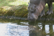 Calf pygmy hippopotamus Sapo takes his first swim, Whipsnade Zoo, Bedfordshire, Britain  - 07 Jun 2011