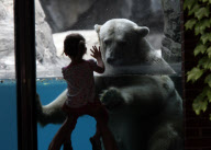 Central Park Zoo, Manhattan, New York, America - 05 Jun 2010