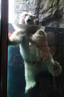 Polar bear Ida, Central Park Zoo, New York, America - 2000s