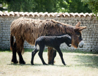 Rare Baudet de Poitou dreadlocked donkey learns to walk, Charente, France - 04 Jun 2011