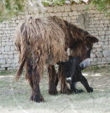 Rare Baudet de Poitou dreadlocked donkey learns to walk, Charente, France - 04 Jun 2011
