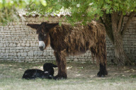 Rare Baudet de Poitou dreadlocked donkey learns to walk, Charente, France - 04 Jun 2011